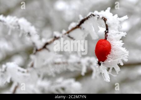 Verschneite Hagebutten schrumpfen im Winter Stockfoto