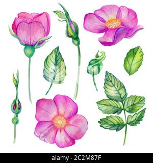 Wasserfarben-Set mit Wildrose. Rosafarbene Blumen, Blätter und Knospen isoliert auf weißem Grund. Handgezeichnete Designelemente für Hochzeitsdrucke. Rosa Canina, Tun Stockfoto