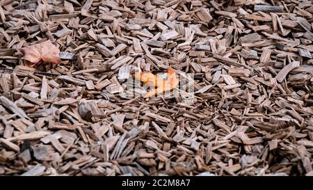 Orange Herbst Ahornblatt auf zerkleinerten Zedernbaum Rinde Textur Hintergrund Nahaufnahme. Kofferraum. Alte Baumrinde Hintergrund oder Textur. Braun geschreddert Stockfoto