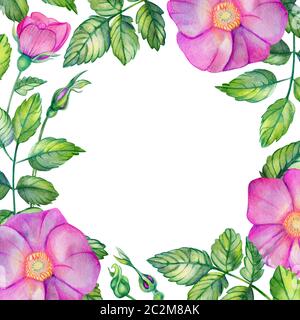 Aquarell, quadratischer Rahmen mit Rosettenhüften. Rosa Blumen, Blätter, Knospen und Blumenstrauß isoliert auf weißem Hintergrund mit Platz für Text. Für den Hochzeitsdruck Stockfoto