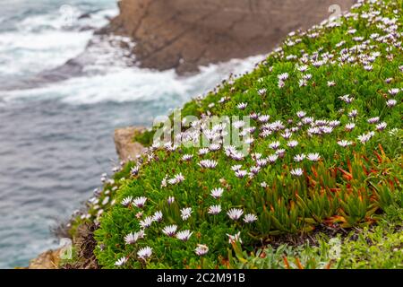 Osteospermum ecklonis afrikanische Daisy Cape marigold Blumen am Ufer Stockfoto