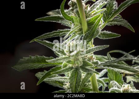 Eine Nahaufnahme der Blüte cannabis Knospen mit Narben und trichome vor der Ernte, makroaufnahme auf einem schwarzen bakground Stockfoto