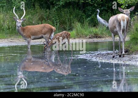 Rothirsch Brokat, Hintern, Kalb und Kranich in einem Waldteich / Grus grus Stockfoto