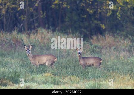 Reh-Reh-Bock und Reh auf einer Moorwiese Stockfoto