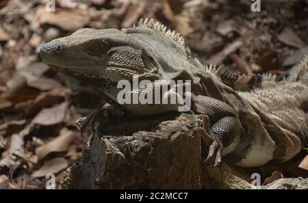 Exemplar eines grünen Leguans in seinem natürlichen Lebensraum, der auf einem Holzstamm in einem Lichtblick ruht. Stockfoto
