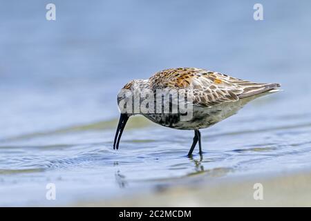 Dunlin auf der Suche nach Nahrung Stockfoto