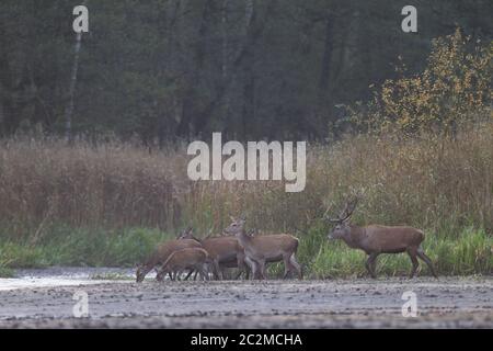 Rothirsch Herde mit Hirsch, Hirschen und Kälbern in der Furche Stockfoto