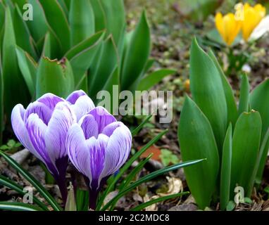Violett blühende Krokusse und gelbe Krokusse als verschwommener Hintergrund Stockfoto
