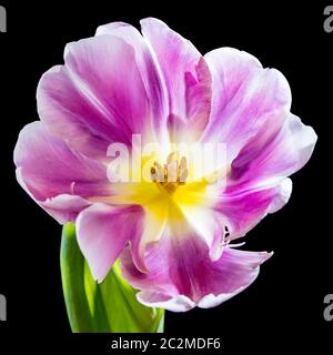 Blüte einer rosa und gelben Papageientupette Stockfoto