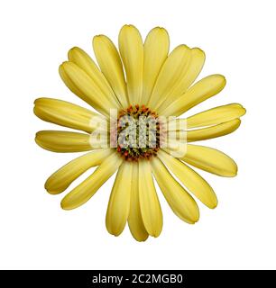 Blume des Herbers isoliert auf weißem Hintergrund, Nahaufnahme Stockfoto