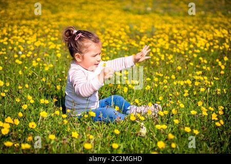 Junge Mädchen sitzen auf Wiese, Blumen- und Ausstrecken der Hand, viele gelbe Blumen, Sommertag, unscharfen Hintergrund, Irland Stockfoto