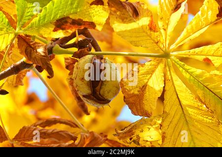 Reife Kastanien auf einem Kastanienbaum im Oktober Stockfoto