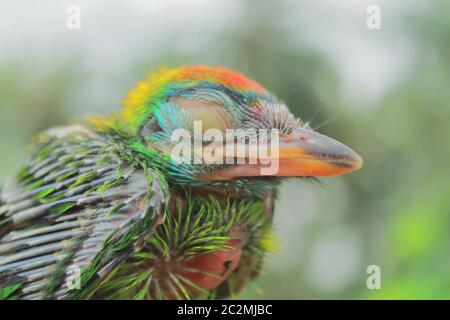 Schöne und niedliche gesichtige blaukehlige Barbesküken (psilopogon asiaticus). Diese bunten tropischen Vögel sind sehr häufig auf dem indischen Subkontinent Stockfoto