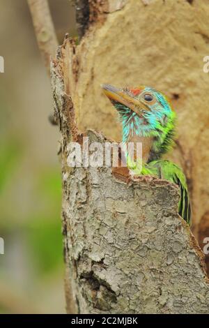 Schöne und niedliche gesichtige blaukehlige Barbesküken (psilopogon asiaticus). Diese bunten tropischen Vögel sind sehr häufig auf dem indischen Subkontinent Stockfoto