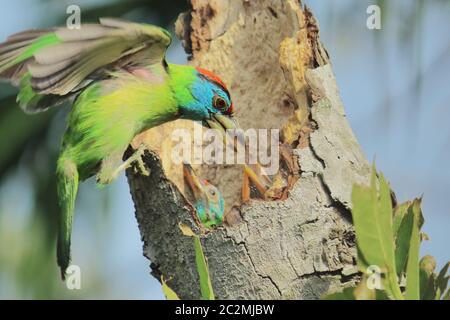 Bunte blaue Kehlbarbet (psilopogon asiaticus) Fütterung seines Babys, Land von West-bengalen in indien Stockfoto