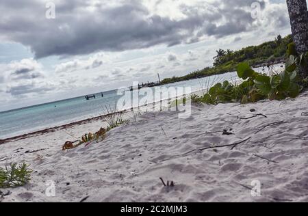 Detail des grünen Grases, das auf dem weißen Sand des Xpu-Ha Strandes in Mexiko wächst. Stockfoto