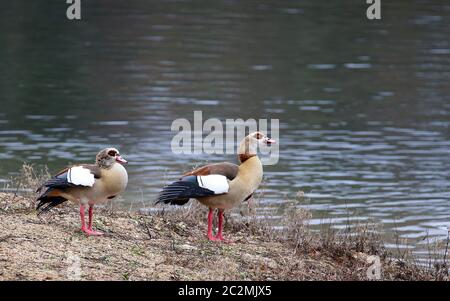 Nilgänse Alopochen aegyptiacus im Naturschutzgebiet Kohlplattenschlagschlag Stockfoto