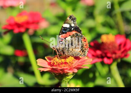 Makro von Schmetterling Vanessa atalanta Nektar sammeln auf die ZINNIA. Makro von Schmetterling Stockfoto