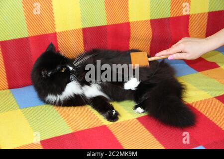 Herrin kämmt ihre Katze. Pflege für Katzenfell. Frau Hand Kämmen von Kamm schwarz und weiß flauschige Katze. Stockfoto