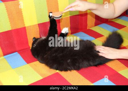 Herrin kämmt ihre Katze. Pflege für Katzenfell. Frau Hand Kämmen von Kamm schwarz und weiß flauschige Katze Stockfoto