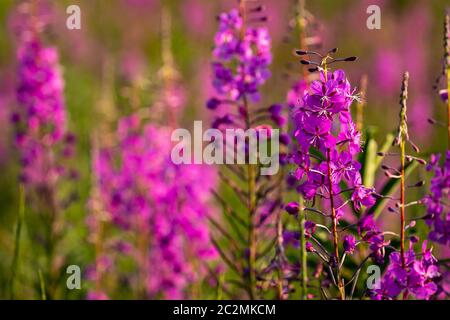 Fireweed blüht entlang des Alaska Highway Stockfoto