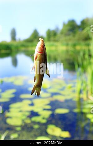 Kleine Schleie gefangen von der Fischerei-rod. Angeln. Fisch gefangen auf der Stange. Fisch am Haken Stockfoto