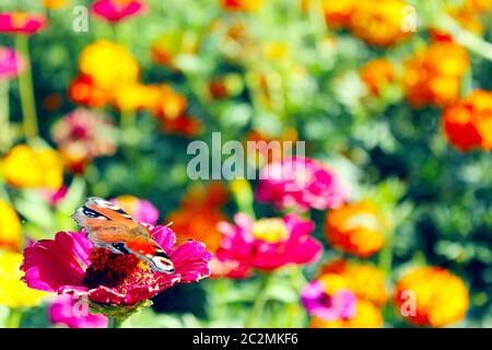 Helle Inachis io sitzt auf blauer Blume. Europäischer Pfauenschmetterling auf lebendiger Blume Stockfoto