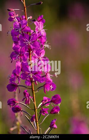 Fireweed blüht entlang des Alaska Highway Stockfoto