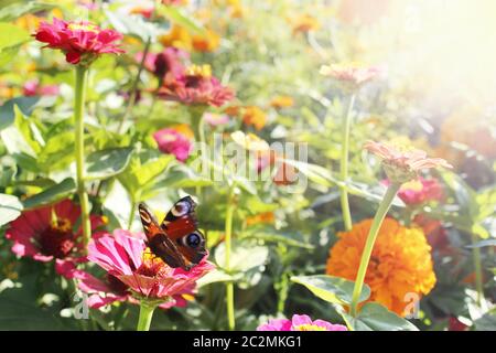 Inachis io sitzt auf blauer Blume. Europäischer Pfauenschmetterling auf lebendiger Blume Stockfoto