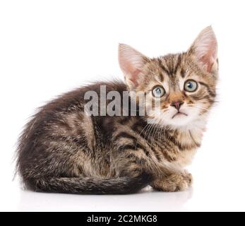 Kleine niedliche graue Kätzchen Profil Seitenansicht, auf weißem Hintergrund. Stockfoto
