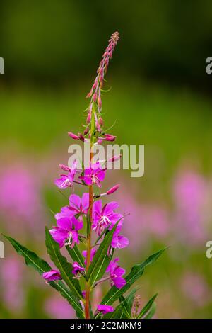 Fireweed blüht entlang des Alaska Highway Stockfoto