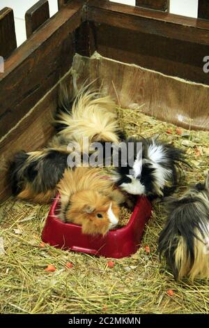 Schöne bunte Versuchskaninchen. Meerschweinchen Freunde. Haustiere Stockfoto