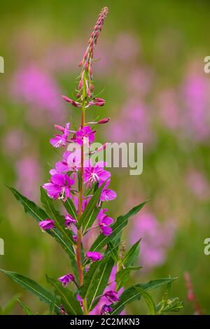 Fireweed blüht entlang des Alaska Highway Stockfoto