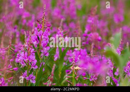 Fireweed blüht entlang des Alaska Highway Stockfoto