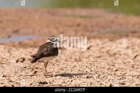 Ein Killdeer, Charadrius vociferus, spaziert am Ufer eines Sees im Uferschutzgebiet von Water Ranch, Gilbert, Arizona Stockfoto