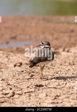 Ein Killdeer, Charadrius vociferus, spaziert am Ufer eines Sees im Uferschutzgebiet von Water Ranch, Gilbert, Arizona Stockfoto