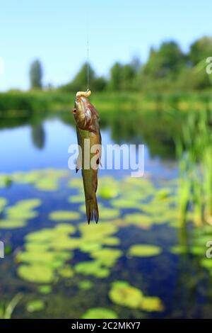 Kleine Schleie auf Angelrute gefangen. Angeln. Fisch gefangen Stockfoto