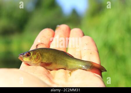 Kleine Schleie gefangen auf Angeln - Rod Festlegung auf die Palme. Angeln Konzept. Fische, die gefangen werden, Stockfoto