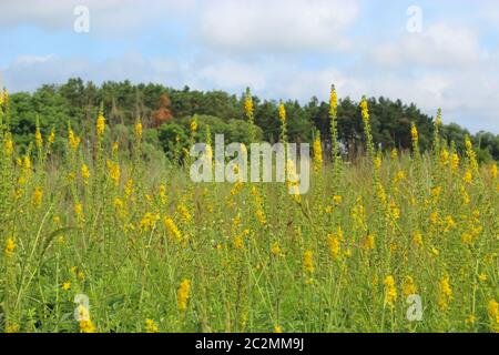 Gelbe Blüten der Agrimonia eupatoria blühen im Feld. Kräuterpflanze gemeinsame Agrimony Agrimonia Stockfoto