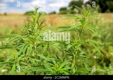 Cannabis Ruderalis wachsen im Busch. Cannabis Pflanze, die in das Feld ein. Wilde Pflanze von Marihuana Stockfoto