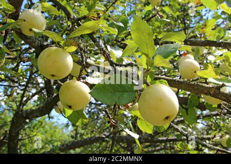 Reife Äpfel hängen im Garten an Baum. Reiche Ernte von weißen Äpfeln in ländlichen Garten Stockfoto