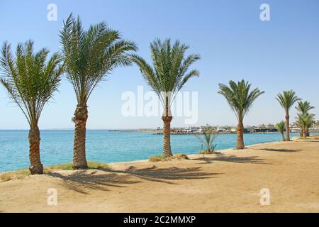 Dattelpalmen am Strand. Reihe Dattelpalmen wachsen am Meer. Tropisches Resort in Ägypten. Küste des Roten Meeres Stockfoto