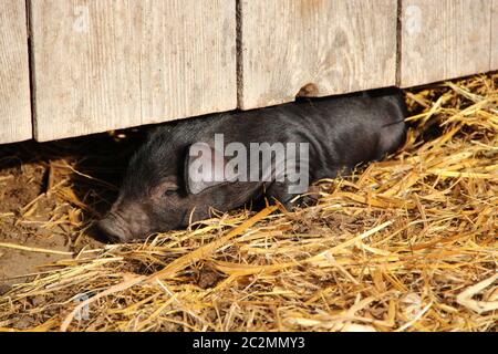 Ferkel unter Zaun auf dem Bauernhof. Schwarzes Schwein schläft auf Stroh unter Zaun Stockfoto