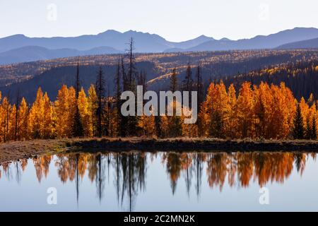 Reflexion der Aspens im Herbst in Deer Lakes, Grand Mesa-Uncompahgre-Gunnison National Forest, San Juan Mountains, Colorado Stockfoto