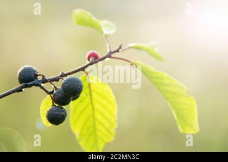 Zweige von Frangula alnus mit schwarzen Beeren nach Regen. Früchte von Frangula alnus bedeckt Tropfen Stockfoto