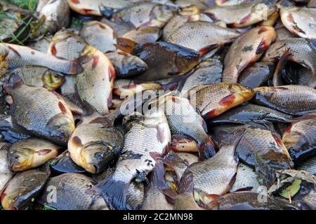 Gefangen Karauschen auf grünem Gras. Erfolgreiche Fischerei. Viel Karausche (Carassius carassius) Stockfoto