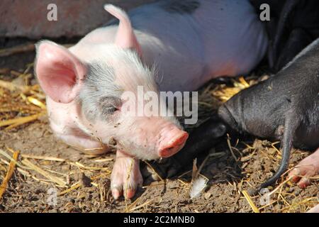 Schweine spielen und schlafen auf dem Hof des Bauernhofes. Rosa Ferkel sonnen sich und schlafen. Lustige Schweine. Stockfoto