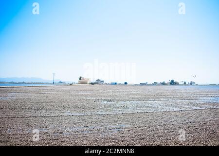 Landschaft von Reisfeldern in der Nähe der Lagune von Valencia, Spanien. Frisch gepflanzte Reisfelder. Stockfoto