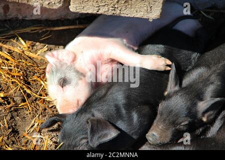 Schweine spielen und schlafen auf dem Hof des Bauernhofes. Rosa Ferkel sonnen sich und schlafen. Lustige Schweine Stockfoto