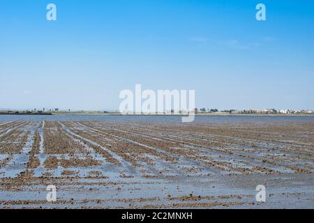 Landschaft von Reisfeldern in der Nähe der Lagune von Valencia, Spanien. Frisch gepflanzte Reisfelder. Stockfoto